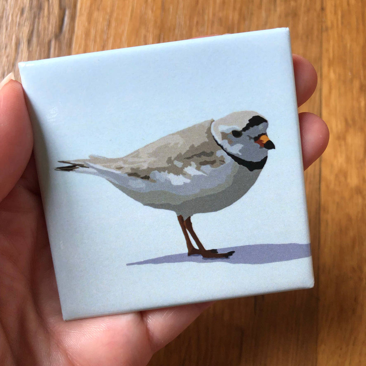 Piping Plover Acrylic Magnet