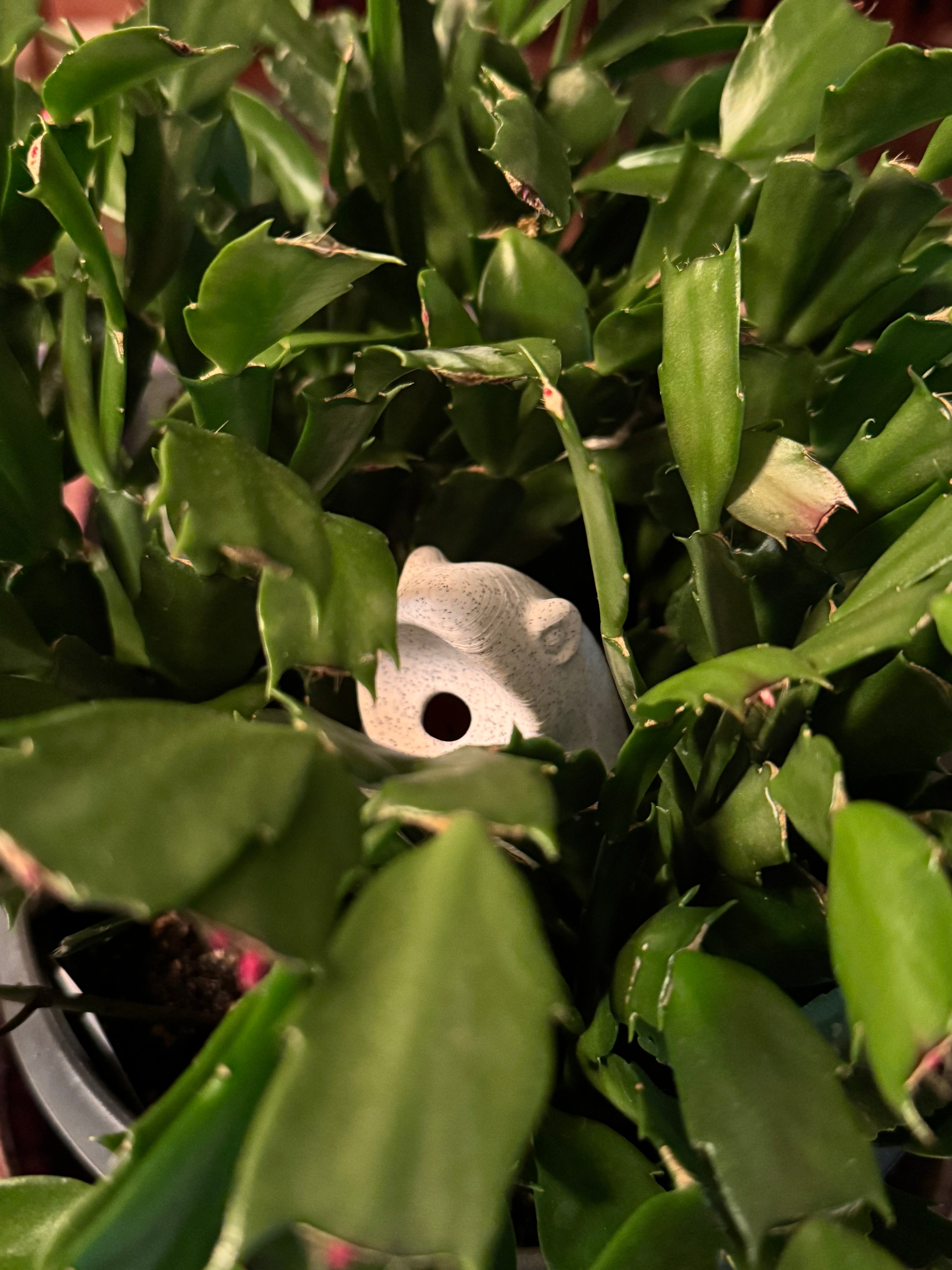 Frog Friend - Fly Catcher