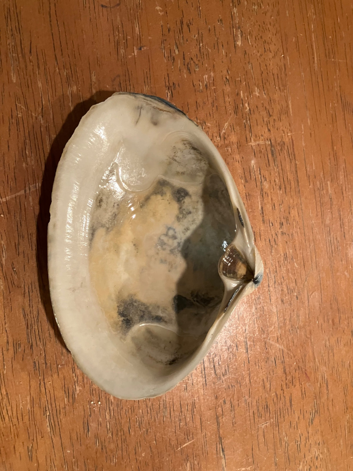 Clamshell jewelry holder
