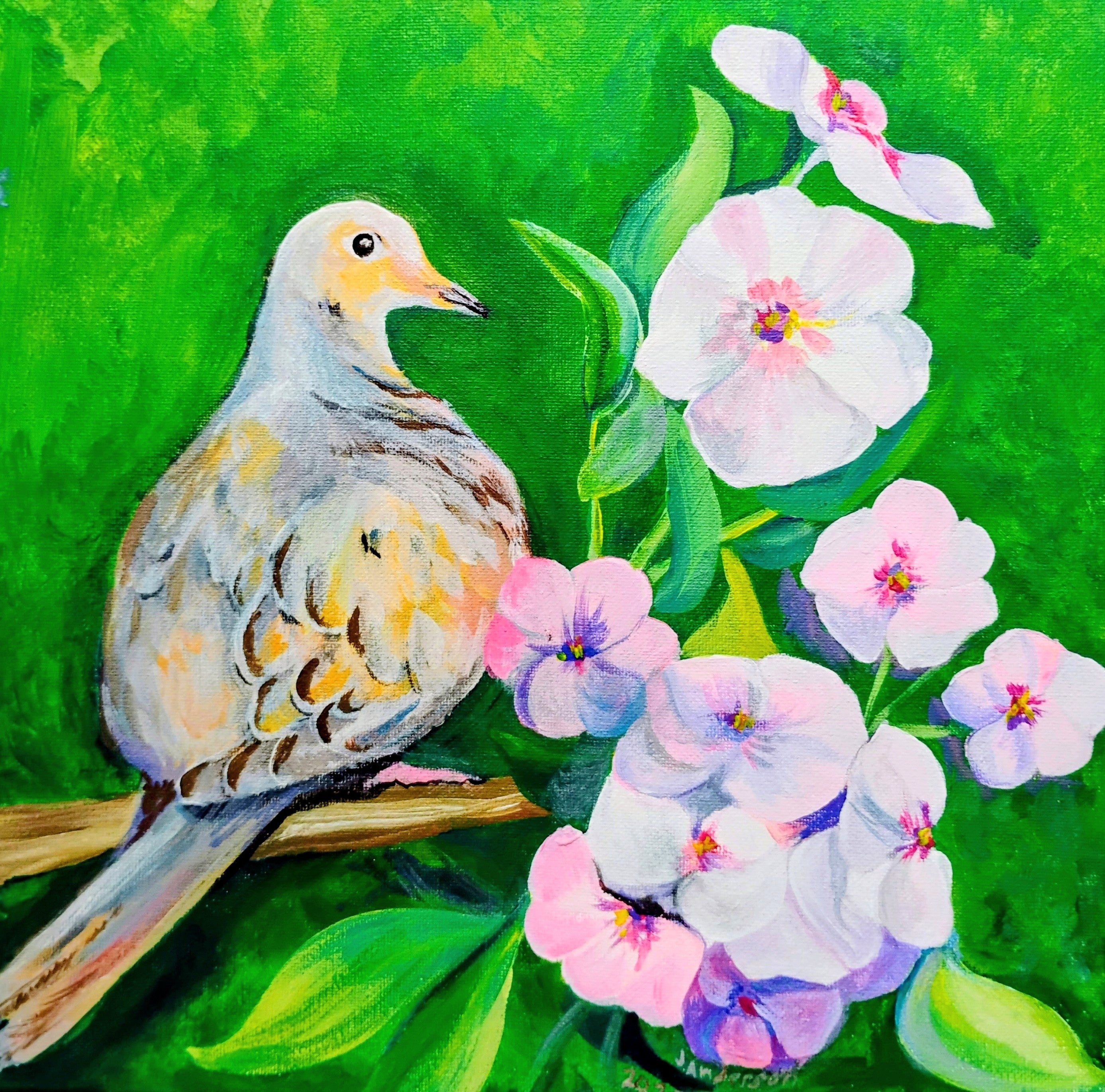 Mourning Dove and PhloxAC