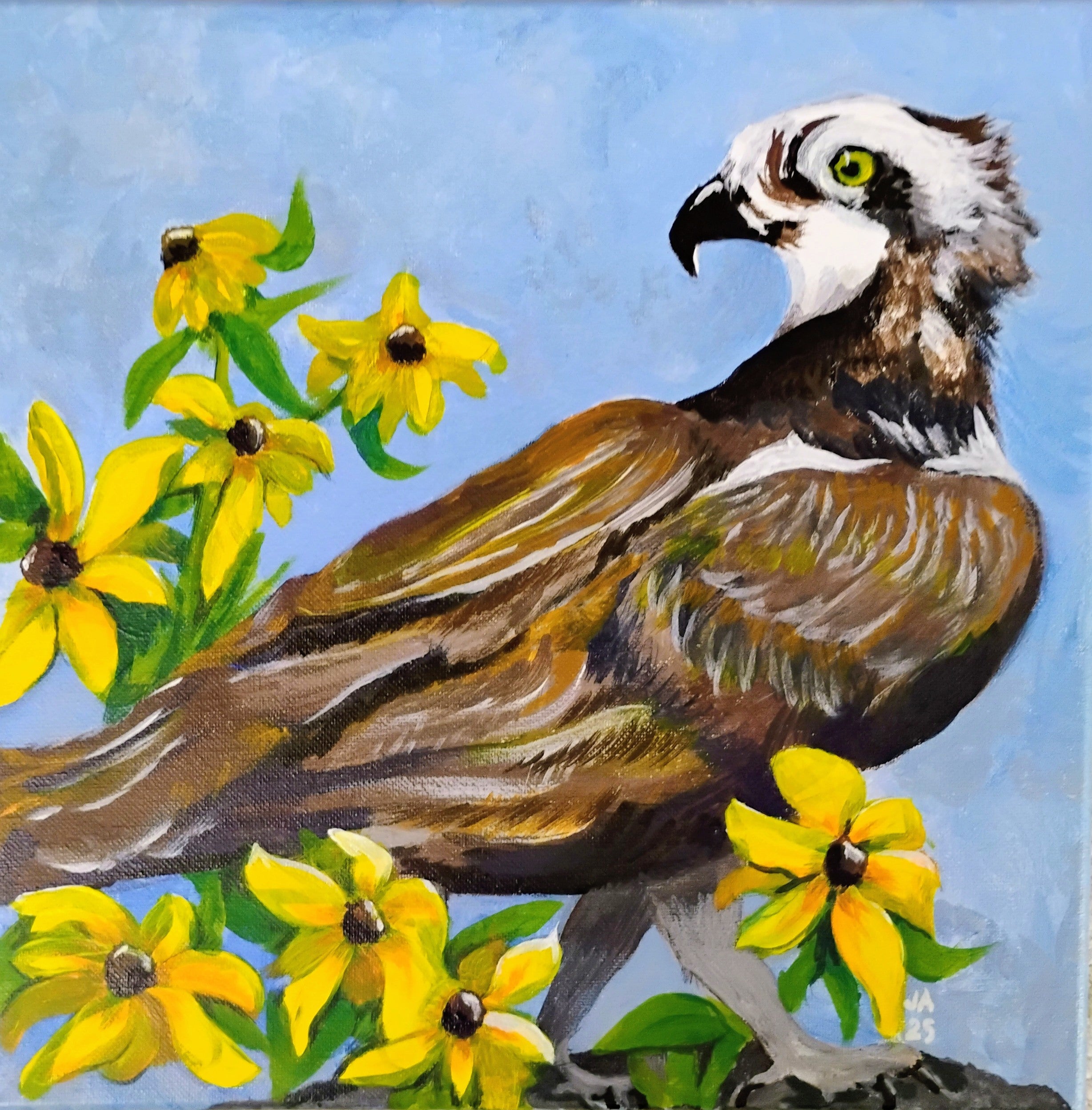 Black-eyed Susan and OspreyAC