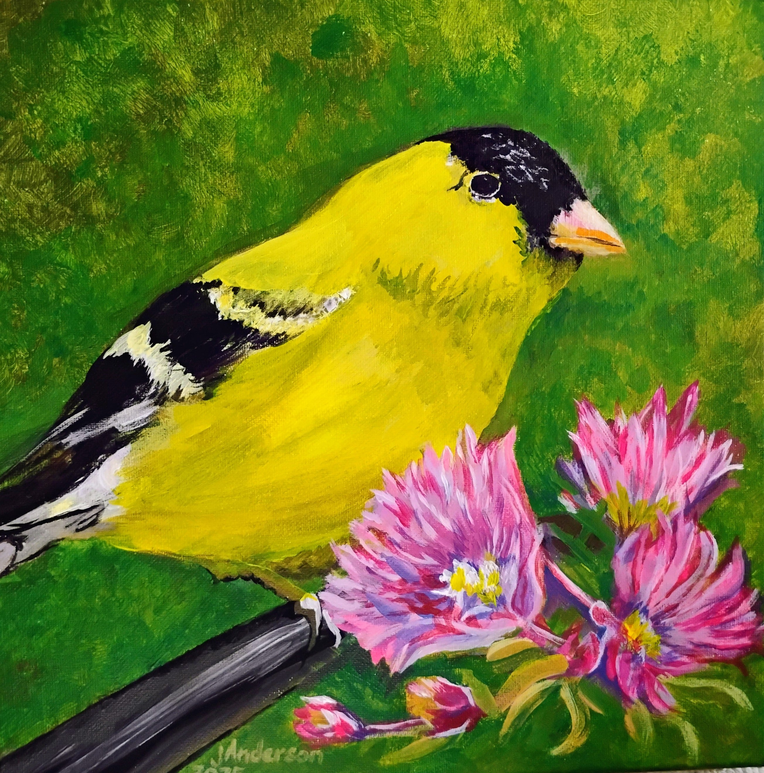 Finch and AsterAC