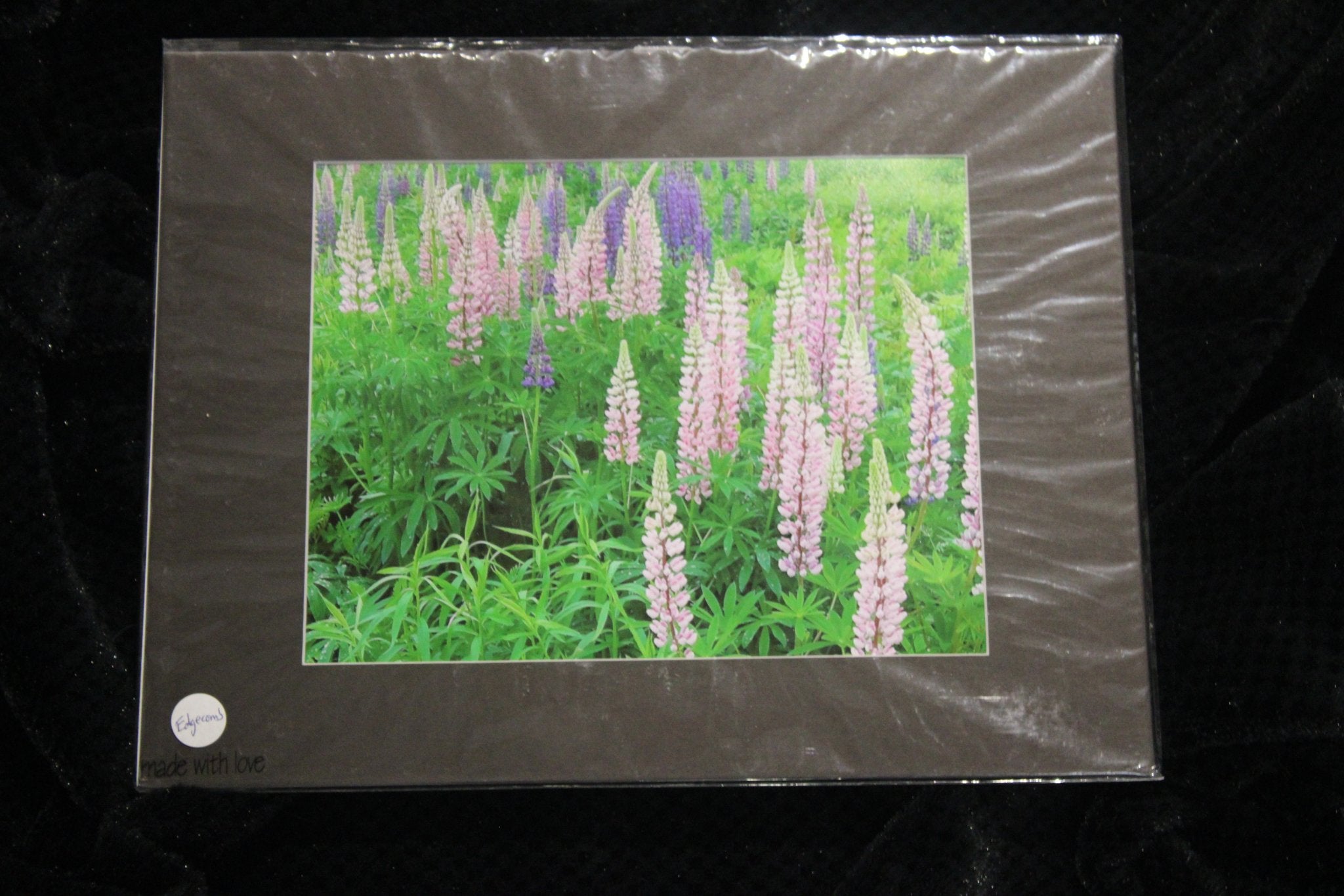 Edgecomb Lupines 8x10"