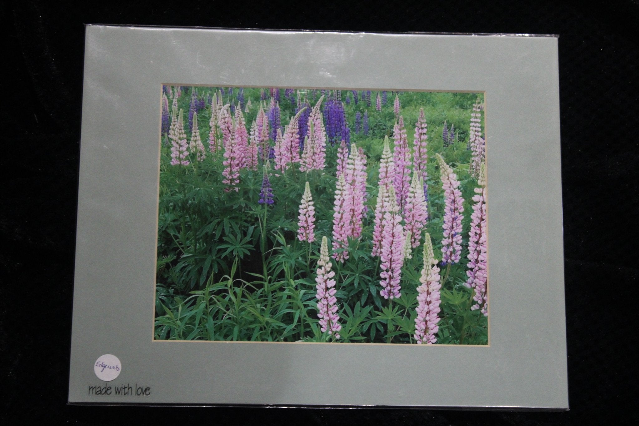 Edgecomb Lupines 8x10"