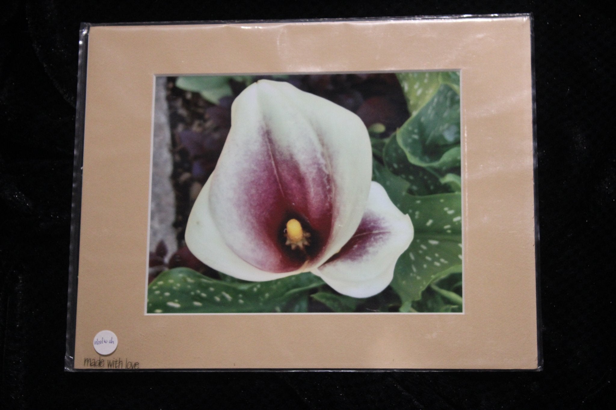 Calla Lily 8x10"
