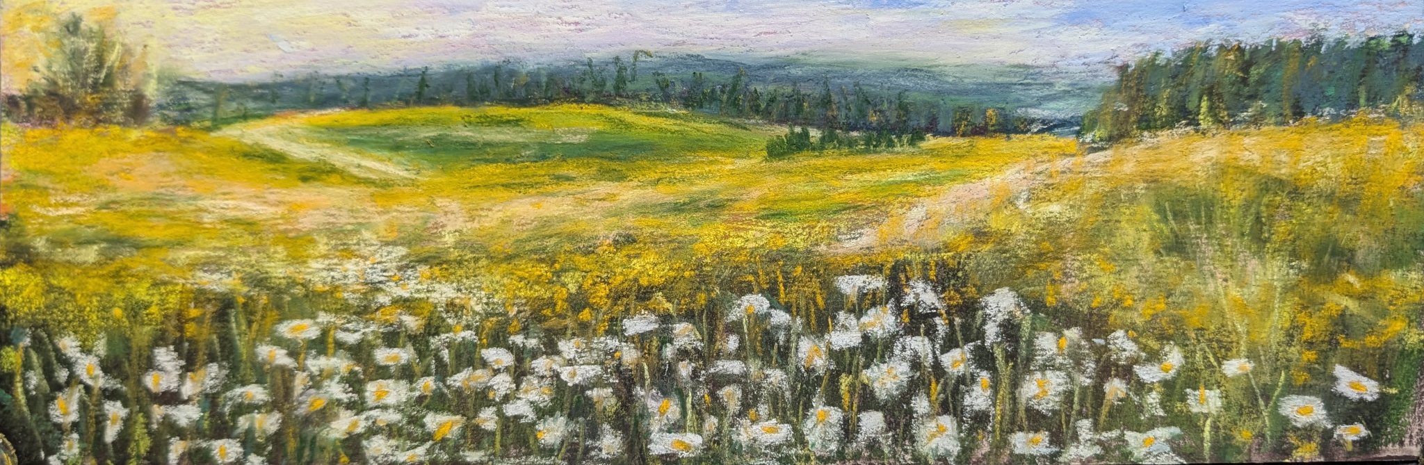 Daisy Field