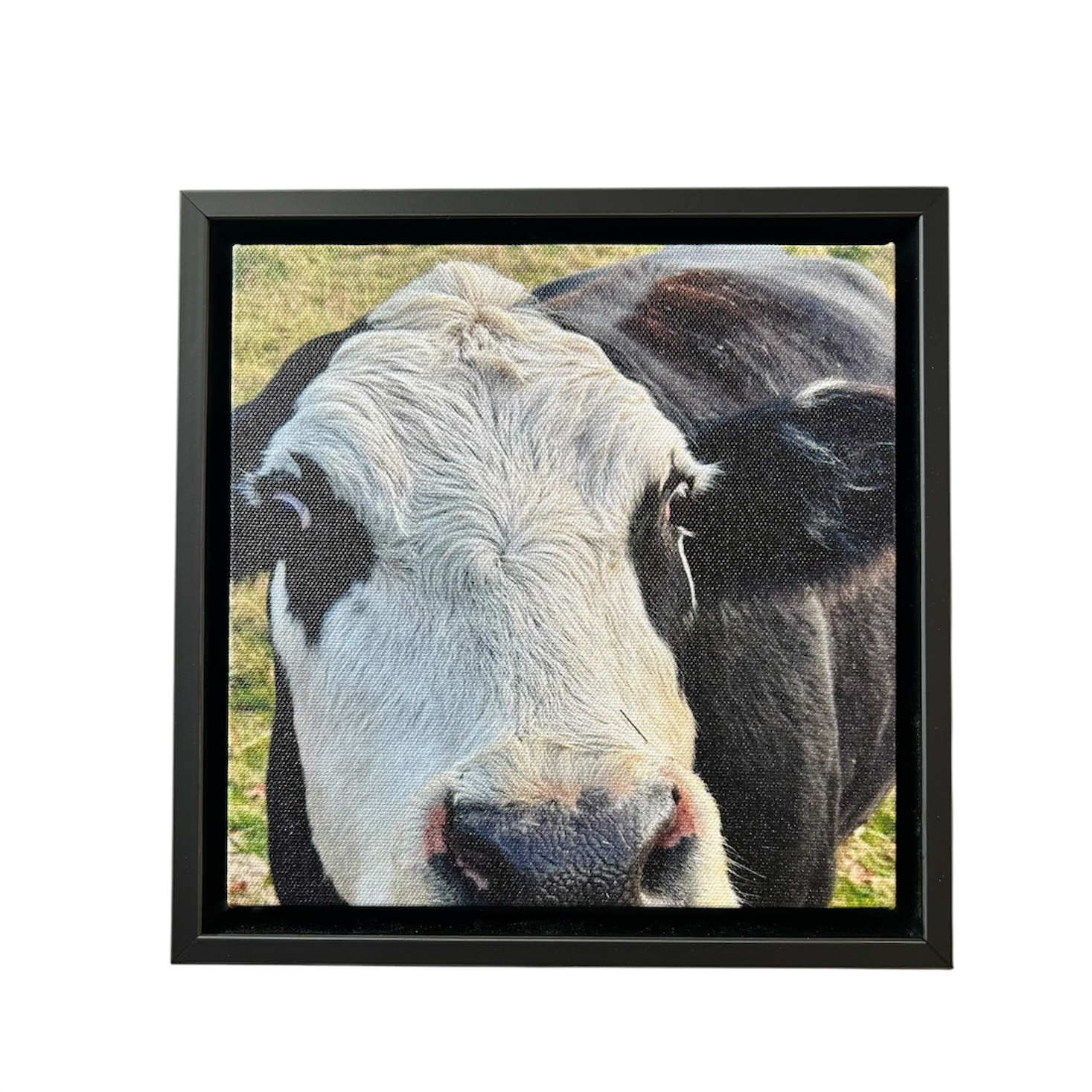 Cow Canvas Print