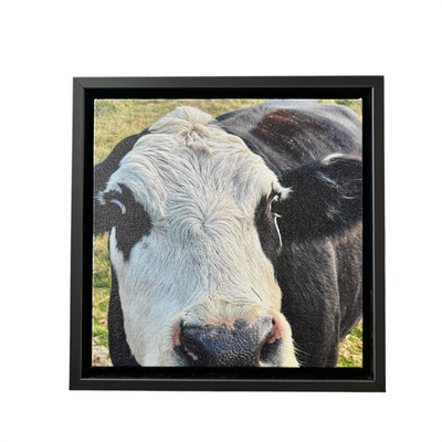 Cow Canvas Print