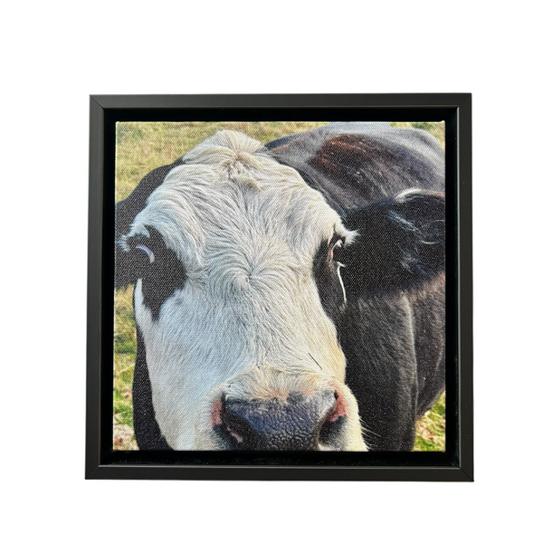 Cow Canvas Print