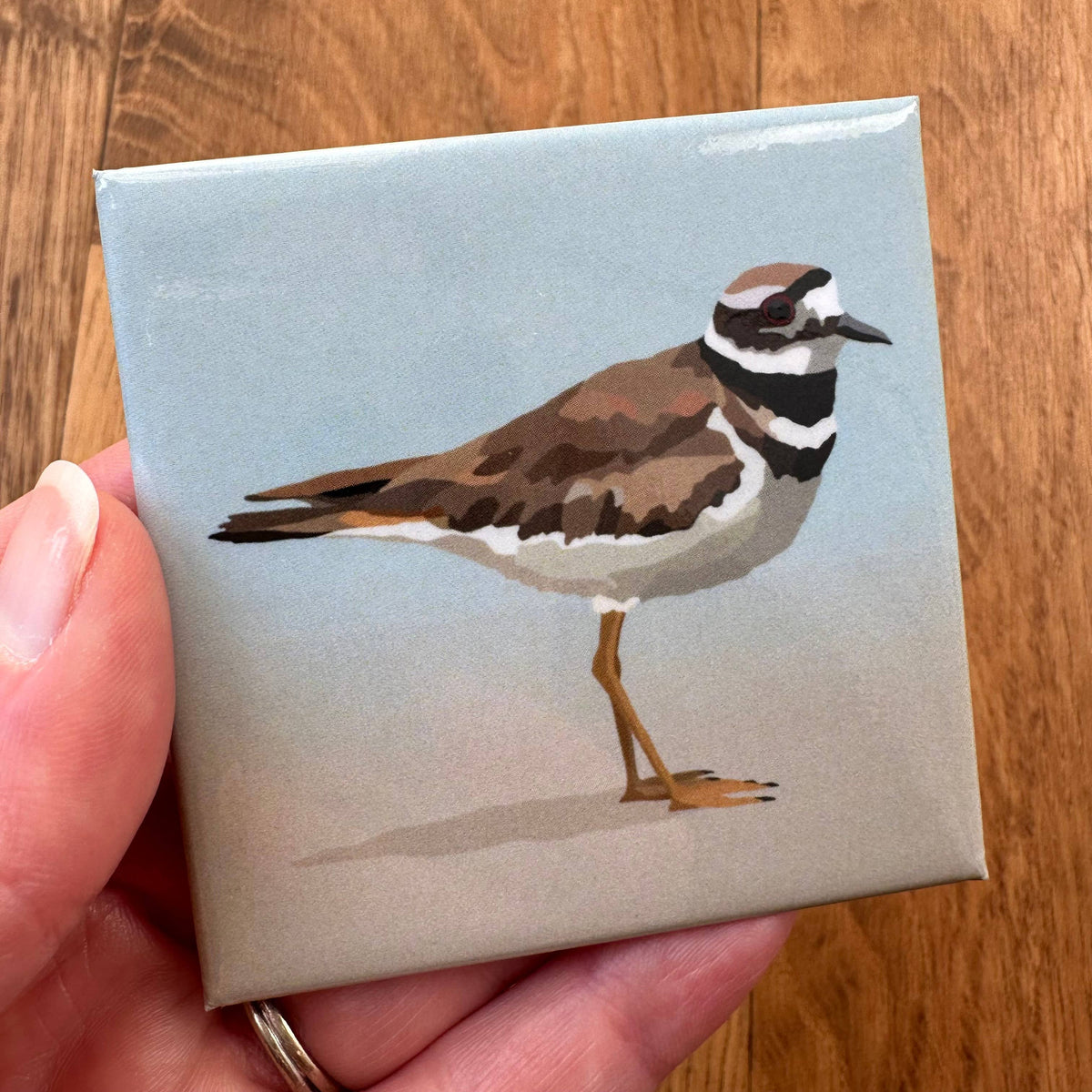 Killdeer Acrylic Magnet