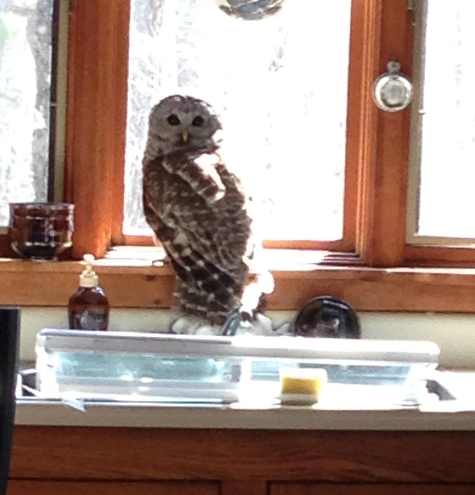 HOO HOO.... Help!