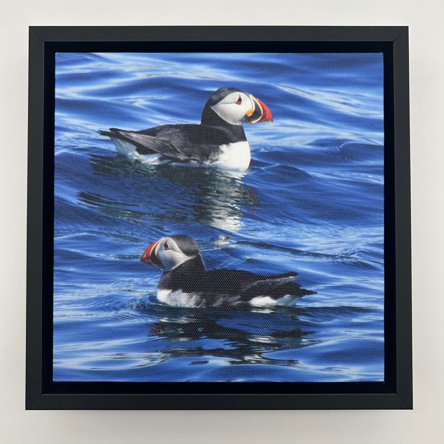 Puffin Canvas Print
