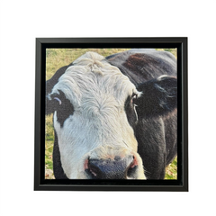 Cow Canvas Print