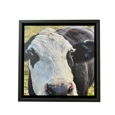 Cow Canvas Print