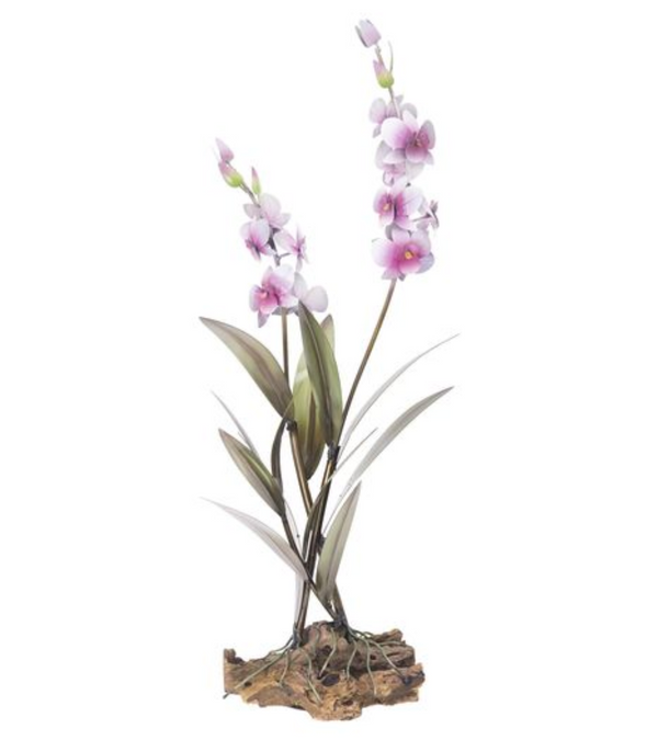 Dendrobium Orchid on Teak Base
